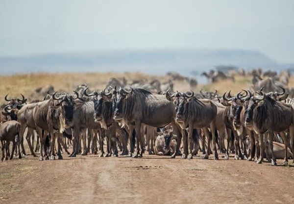 How is AI being applied in wildlife conservation efforts?